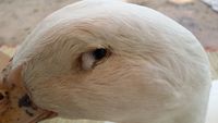 Foamy Eye in Ducks