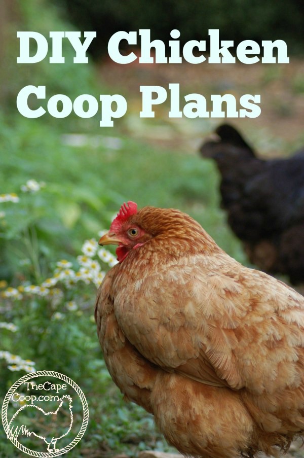 Free Chicken Coop Plan: An Easy 3x7 Coop - Backyard Poultry