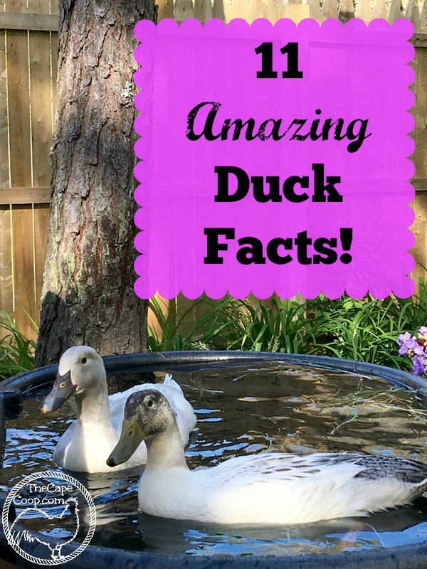 11 Amazing Duck Facts