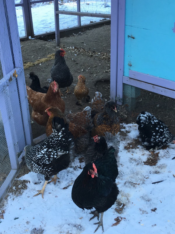 Supplemental light in the winter - is it right for your flock?