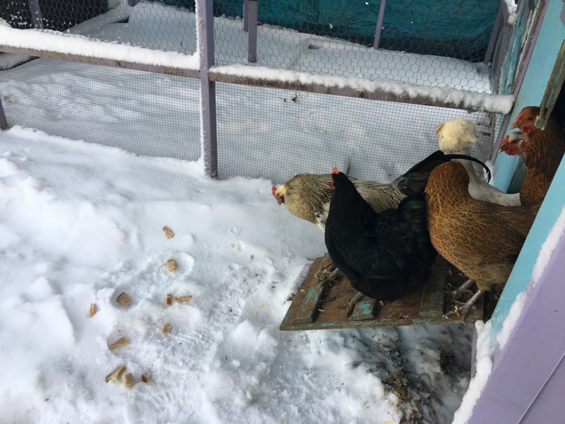Supplemental light in the winter - is it right for your flock?