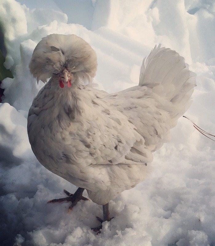 Supplemental light in the winter - is it right for your flock?