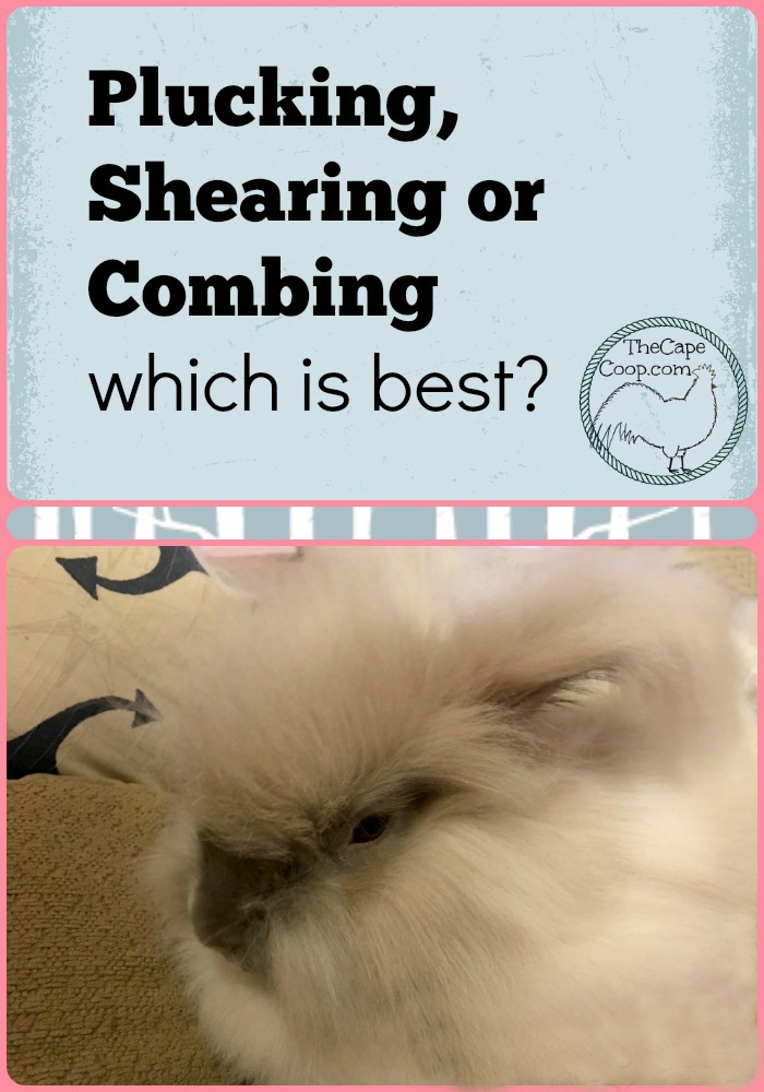 Plucking, Shearing, or Combing which is best for grooming your rabbit?