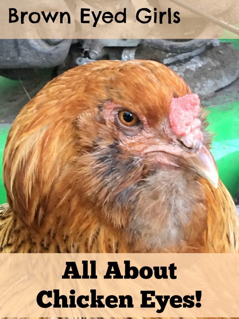 Brown Eyed Girls All About Chicken Eyes The Cape Coop