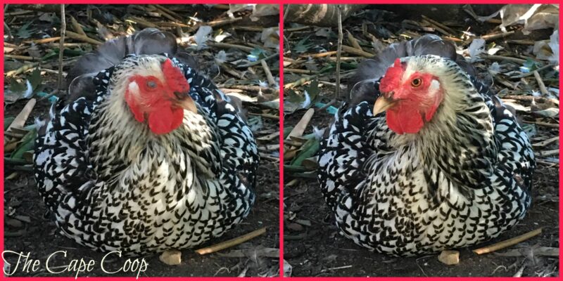 These photos taken back to back clearly show Cosette's third eyelid closed in the photo on the left