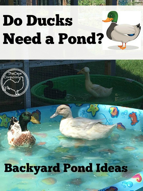 Do ducks need a pond?