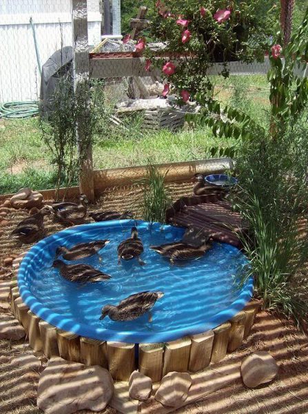 How To Keep A Duck Pond Clean Without A Pump