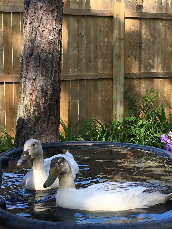 duck pool options