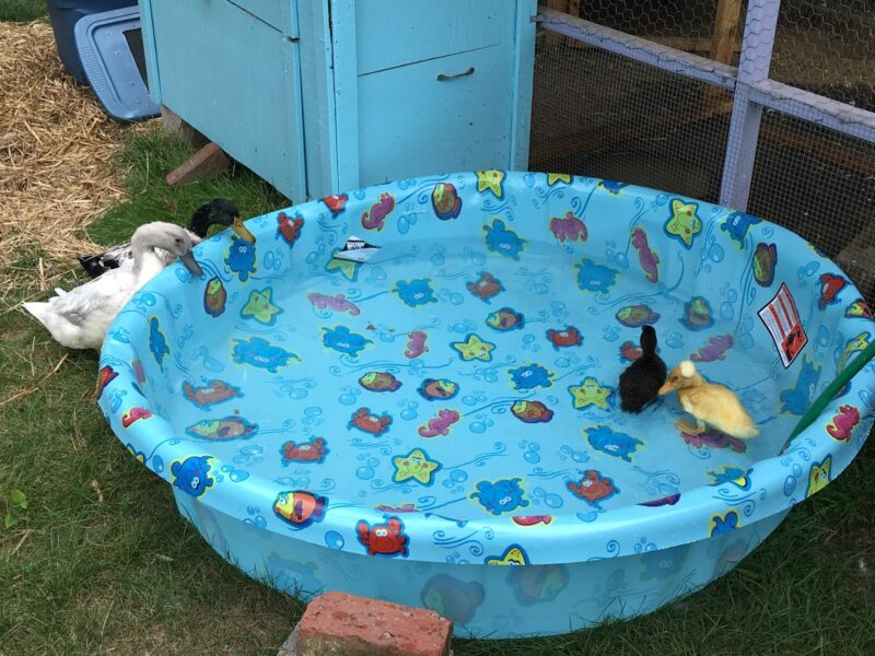 duck pool options