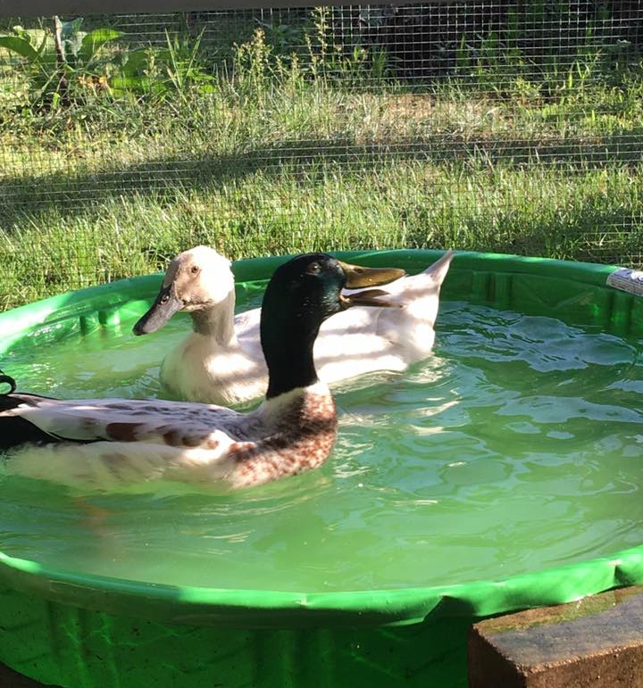 duck pool