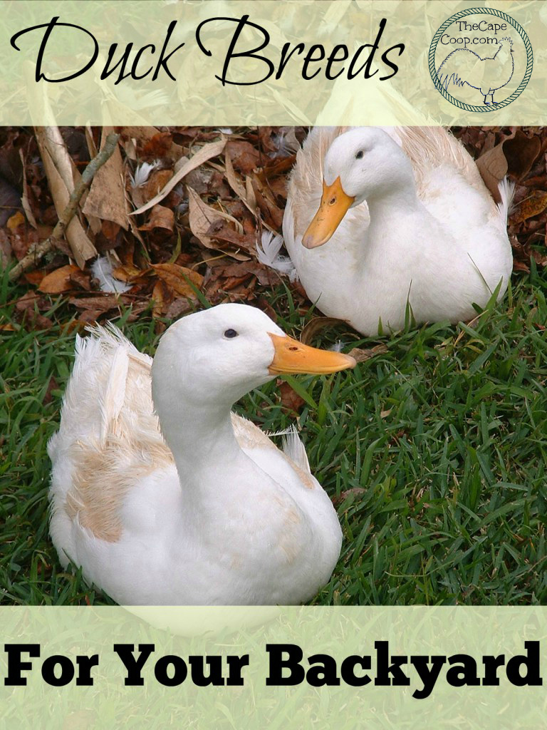 Duck Breeds for Your Backyard