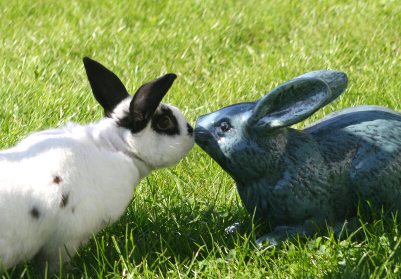 Logic Toys for Rabbits - My House Rabbit