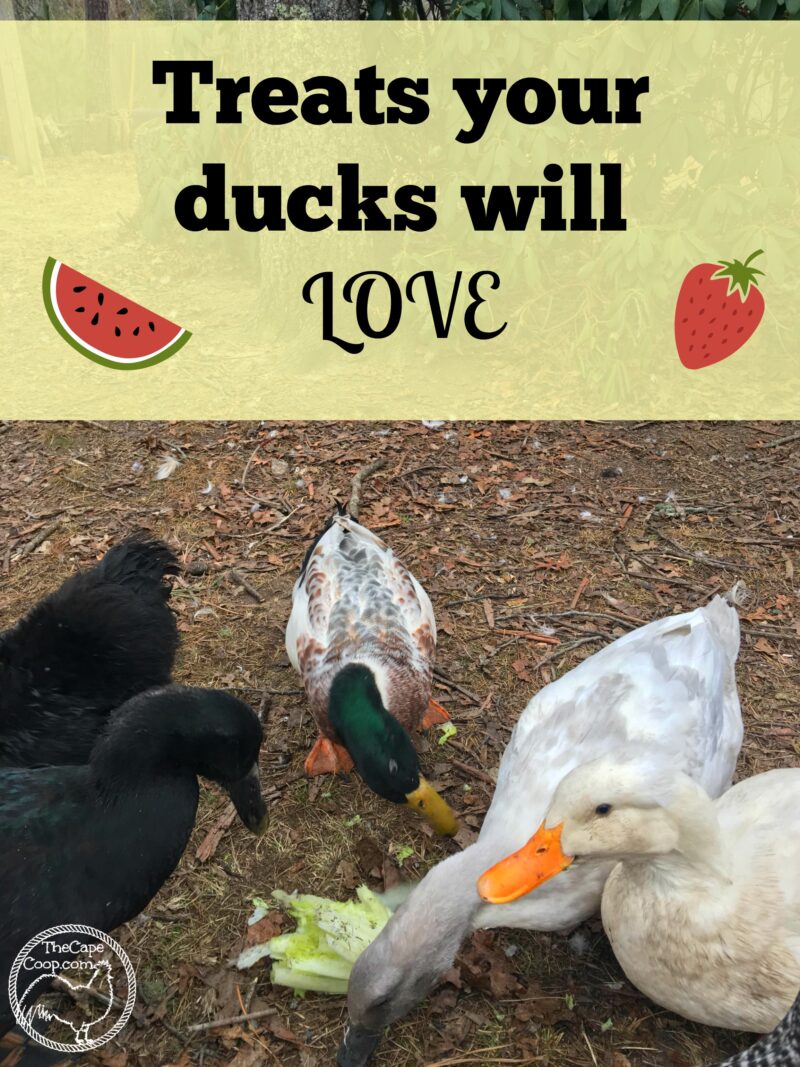 Treats your ducks will love
