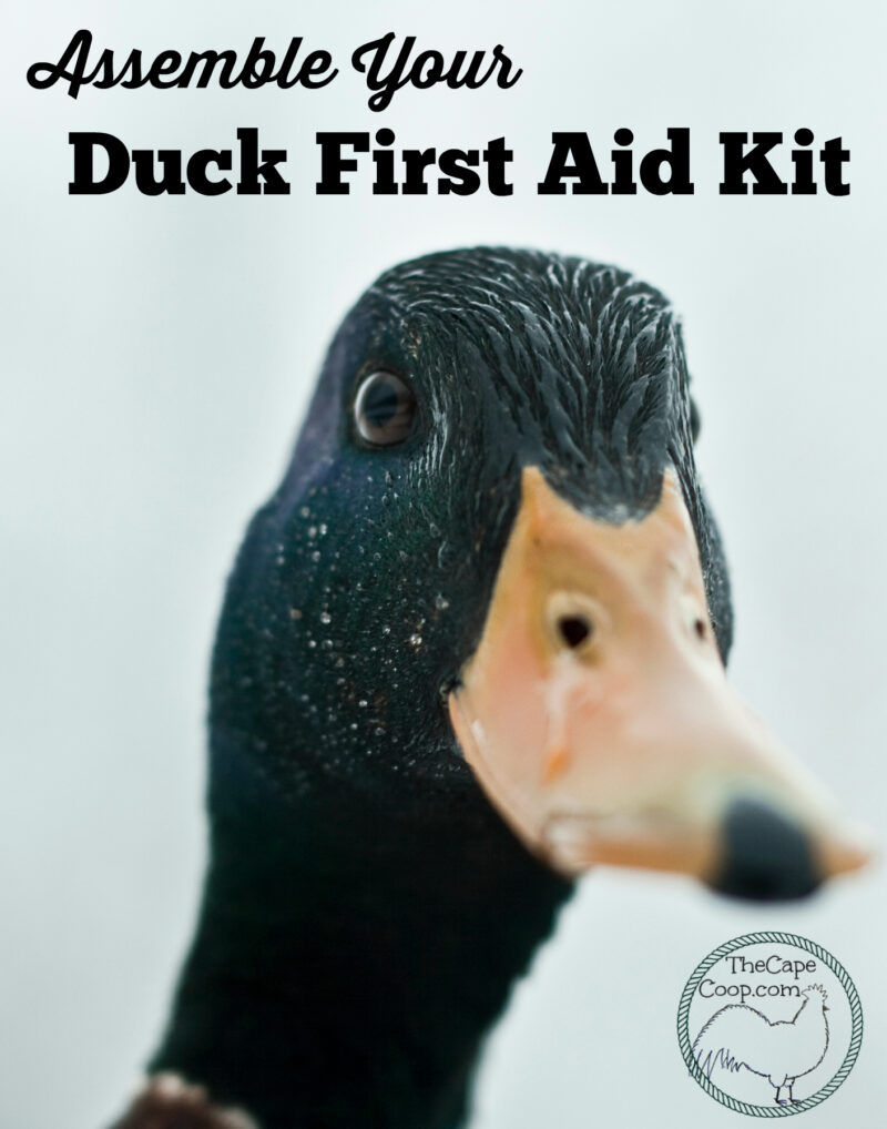 Assemble your duck first aid kit