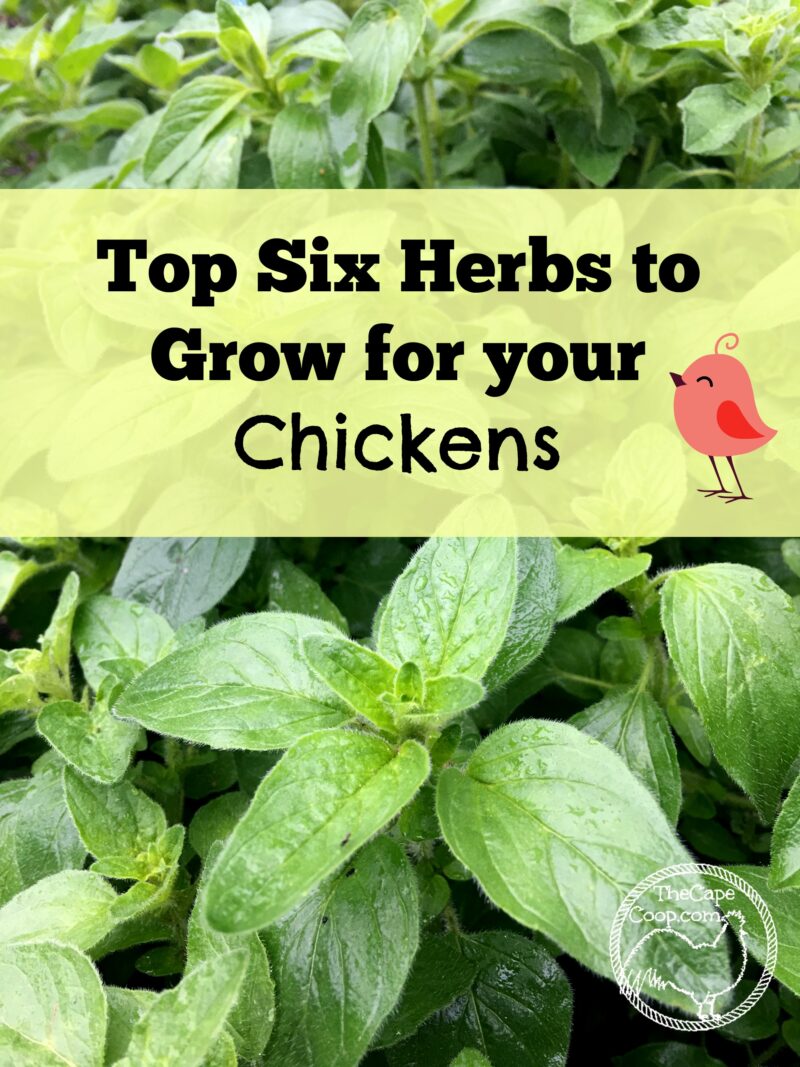 Top Six Herbs to Grow for Chickens