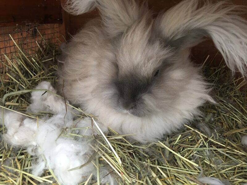 a rabbit in a nest lined with fur