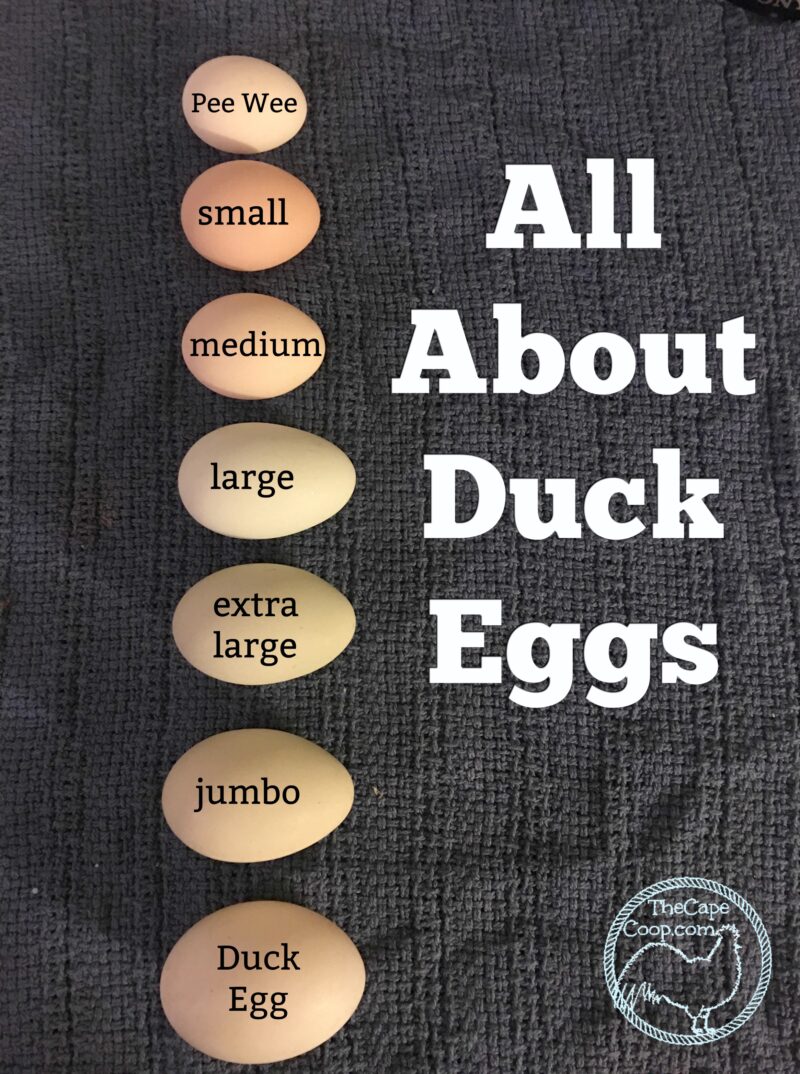 All About Duck Eggs