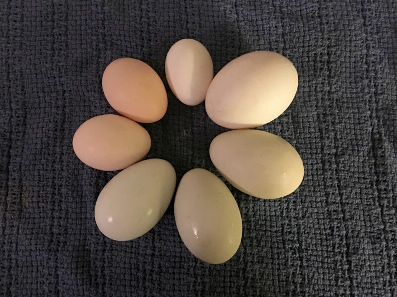All About Duck Eggs - The Cape Coop