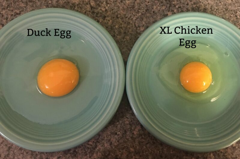 All About Duck Eggs — Nutrition, Benefits, And Comparison, 51% OFF