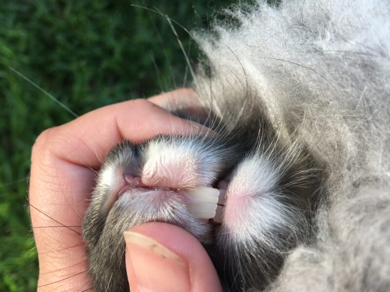 caring for rabbit teeth - The Cape Coop
