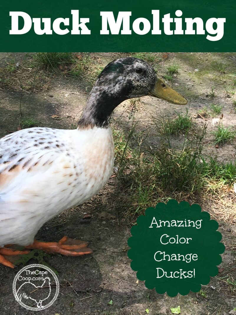 Duck Molting