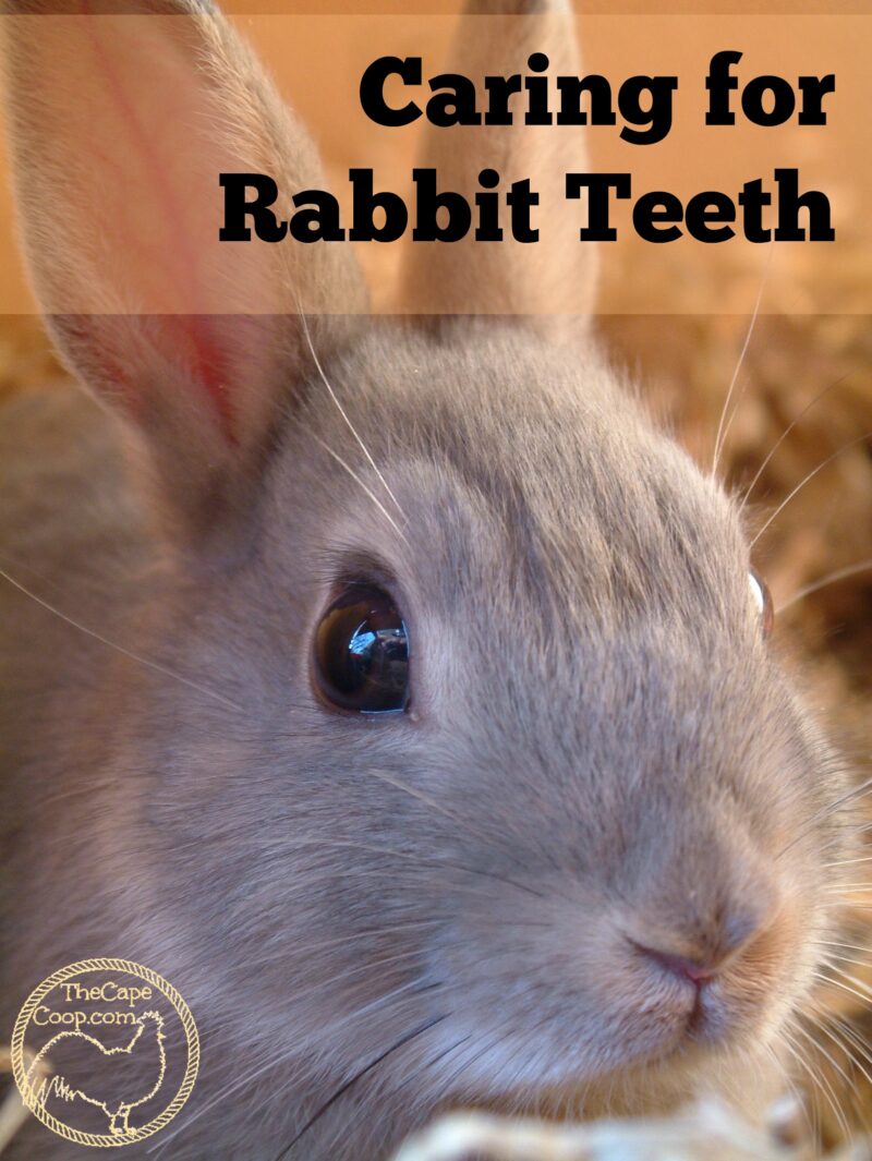 Caring for Rabbit Teeth