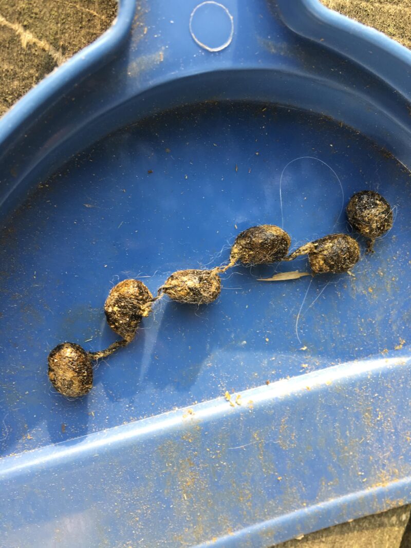the scoop on rabbit poop