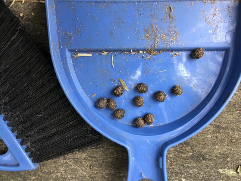 the scoop on rabbit poop