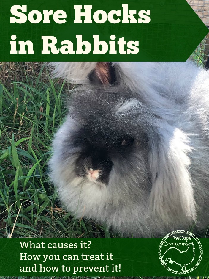 Sore Hocks in Rabbits