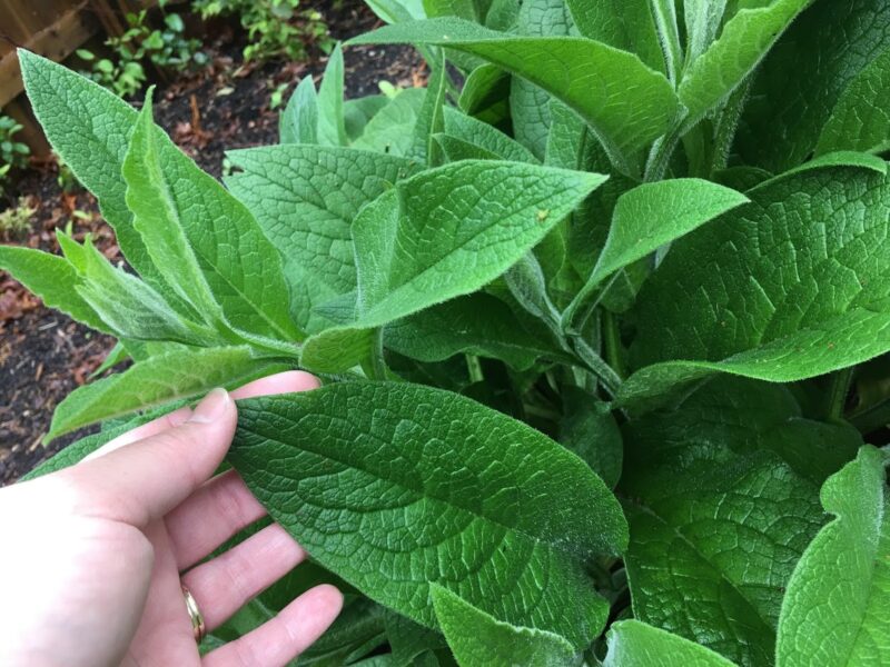 Comfrey - what is it & why you should grow it!