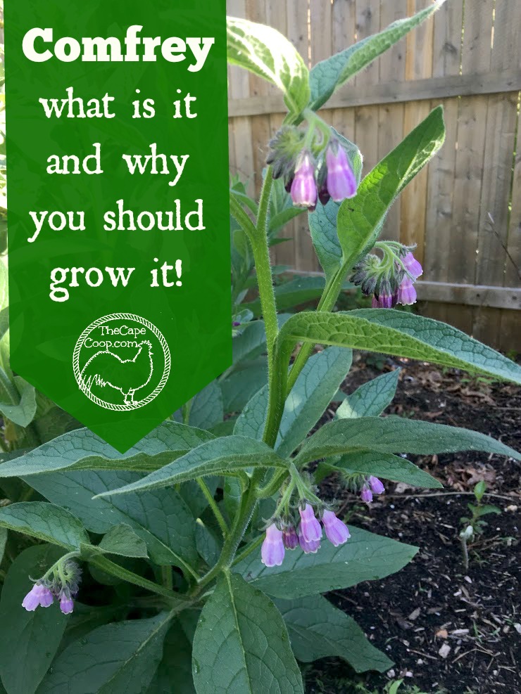 Comfrey - what is it & why you should grow it!