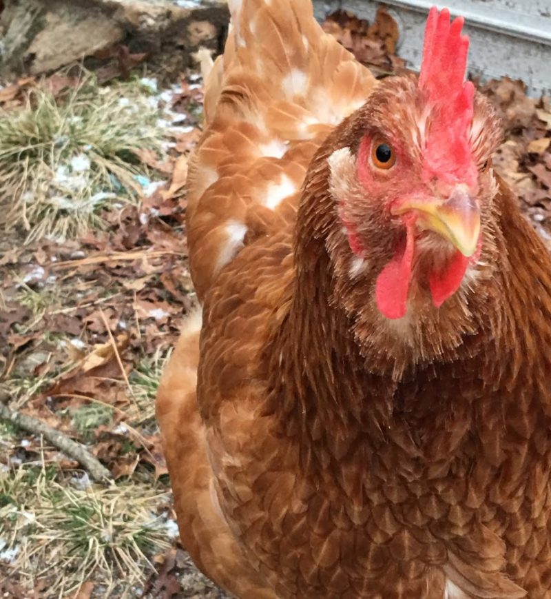6 Reasons Healthy Hens Stop Laying Eggs