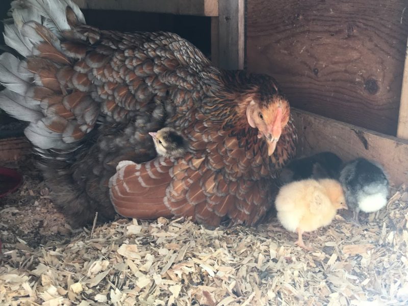 6 Reasons Healthy Hens Stop Laying Eggs