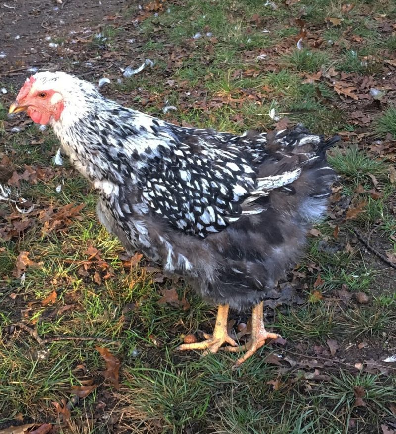 6 Reasons Healthy Hens Stop Laying Eggs