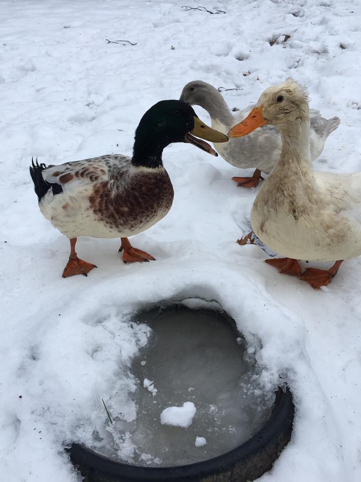 Ducks Are Moving North as Winters Warm
