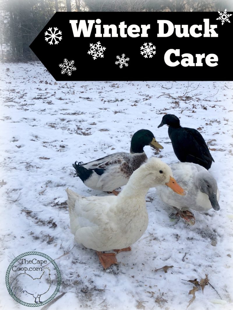 Winter Duck Care