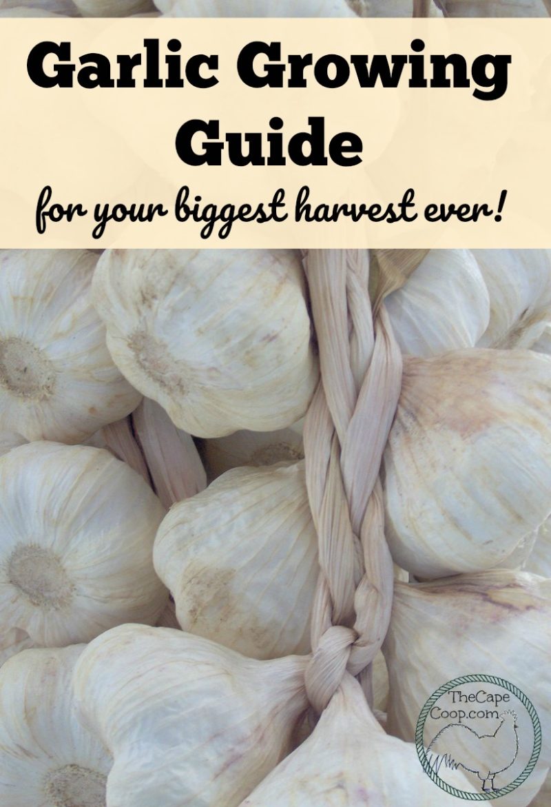 Garlic Growing Guide