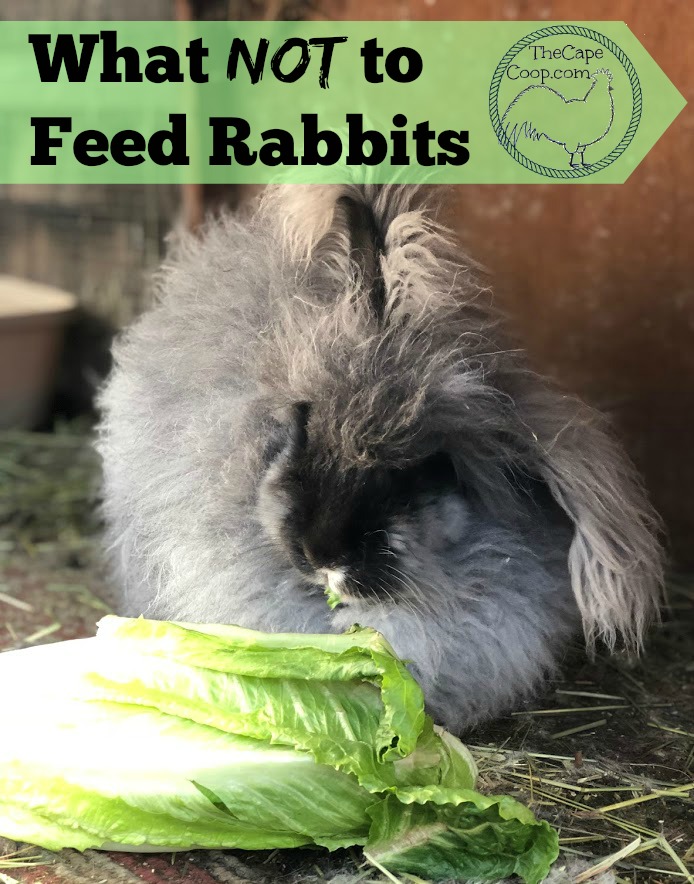 What not to feed rabbits