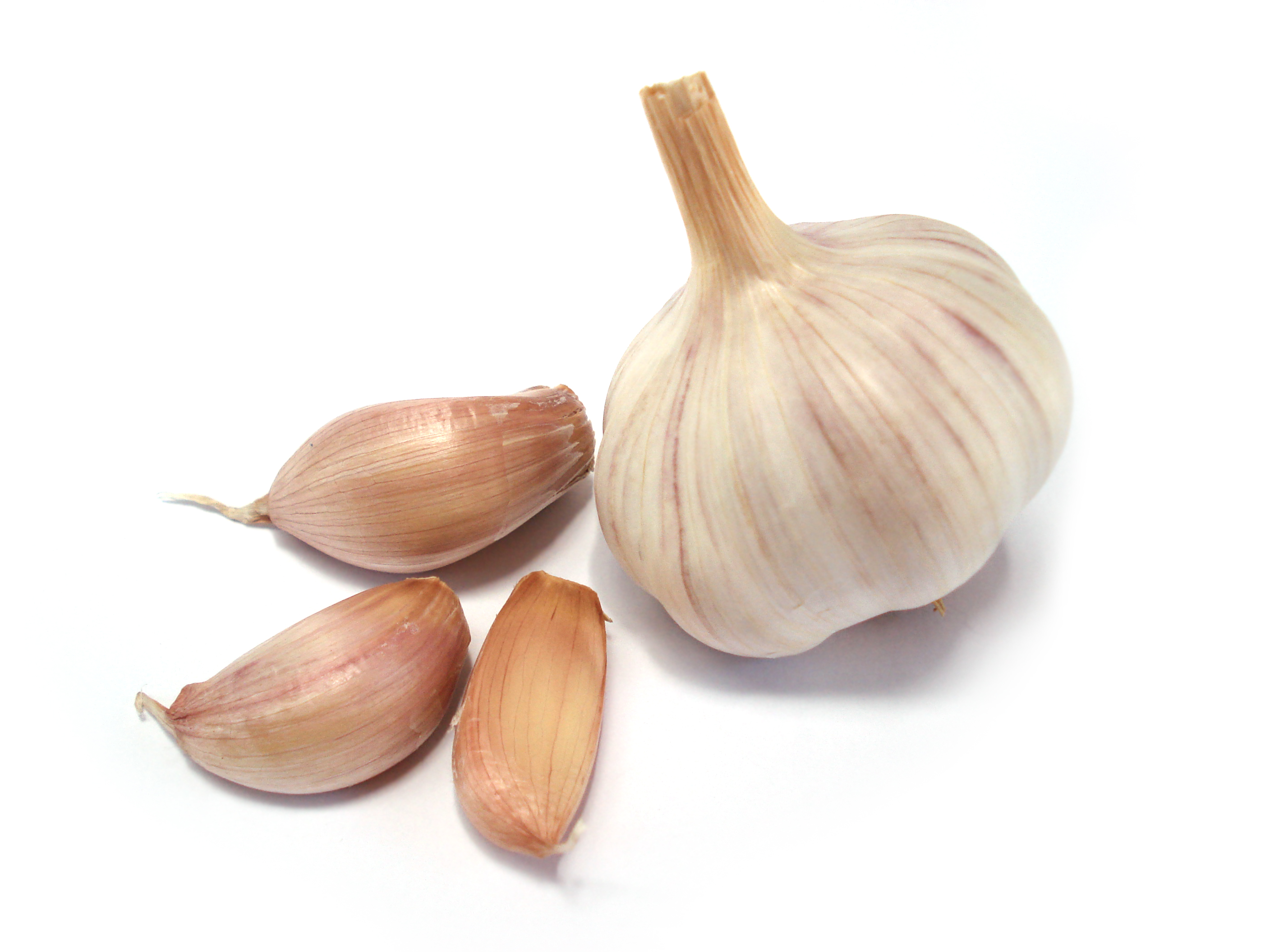Garlic growing guide