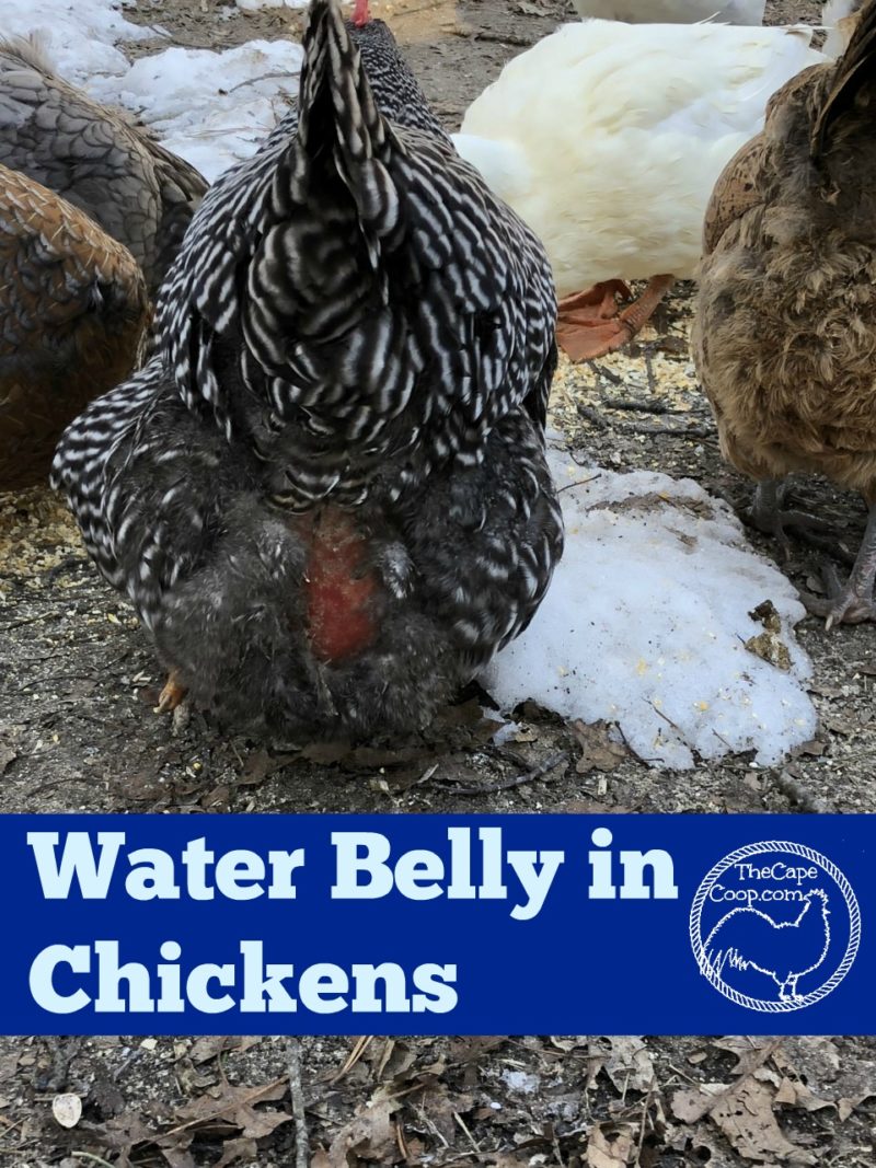Water Belly Ascetis in Chickens