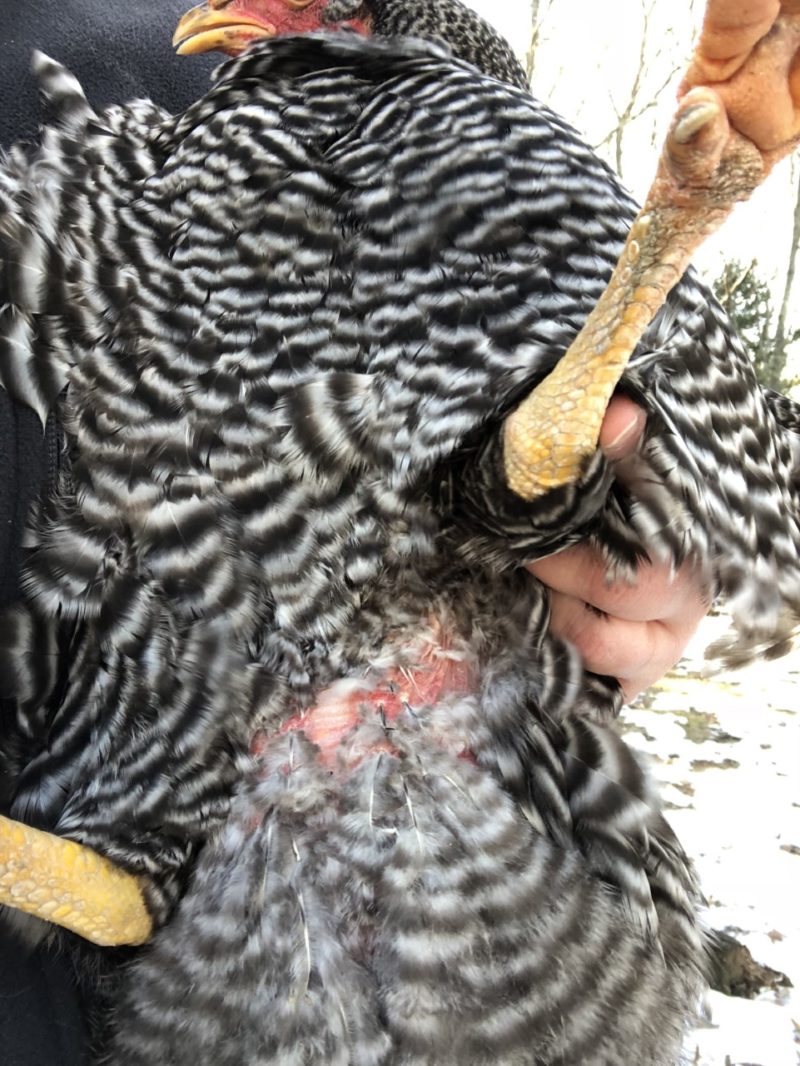 Water Belly Ascetis in Chickens