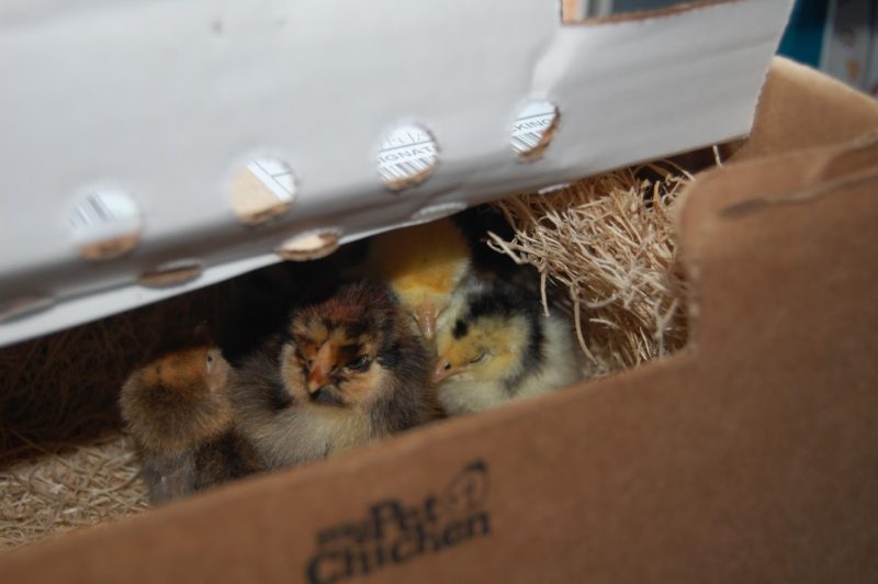 ordering chicks & ducklings online