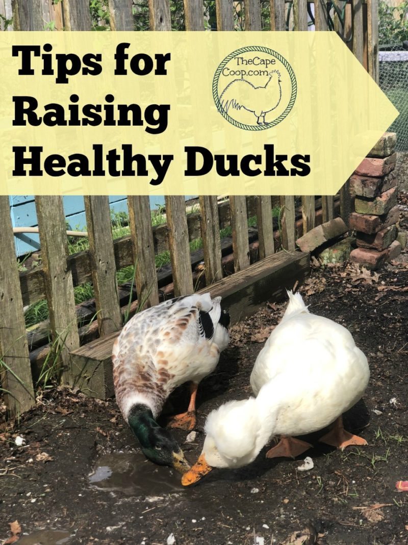 Tips fr Raising Healthy Ducks